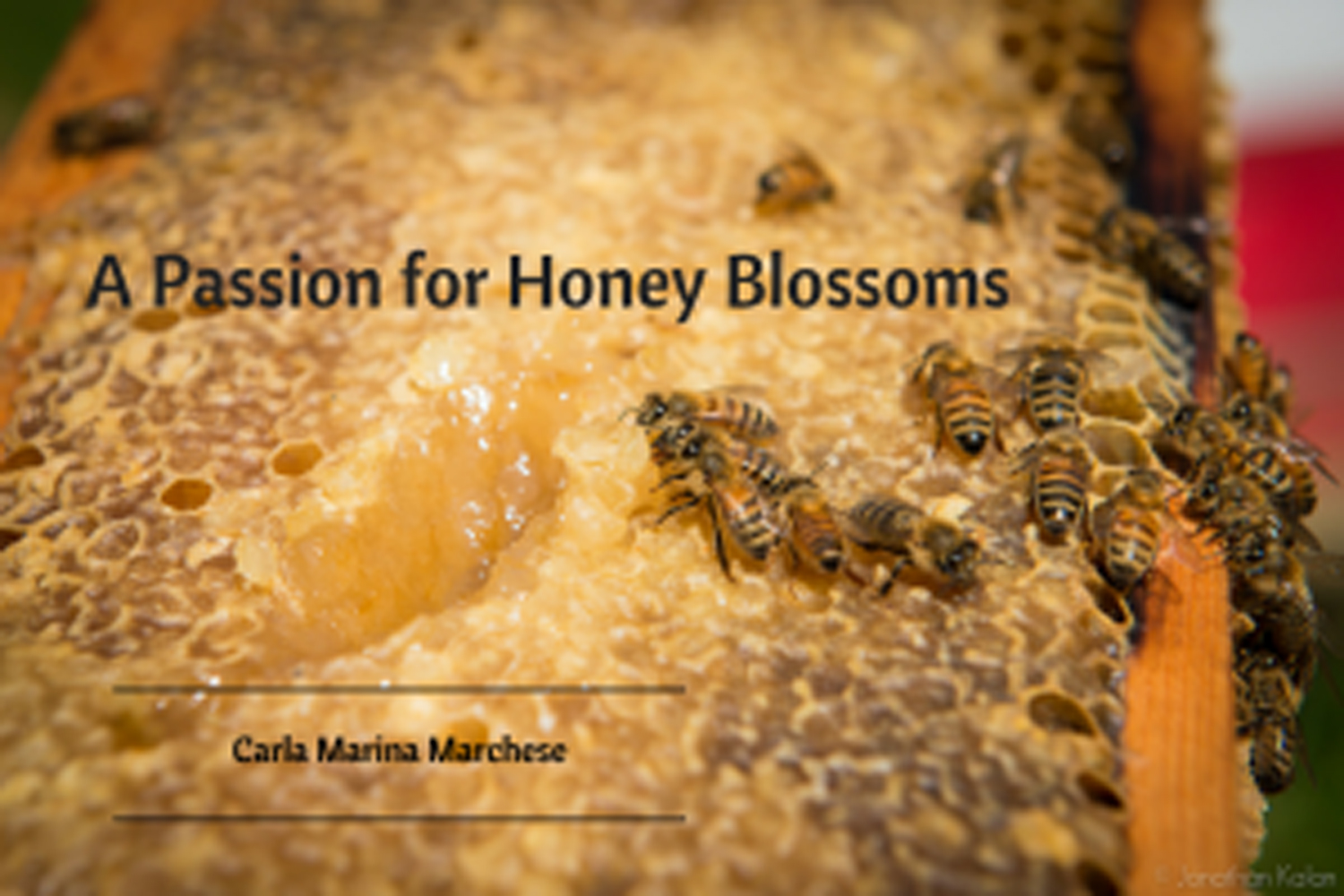 bees on honey