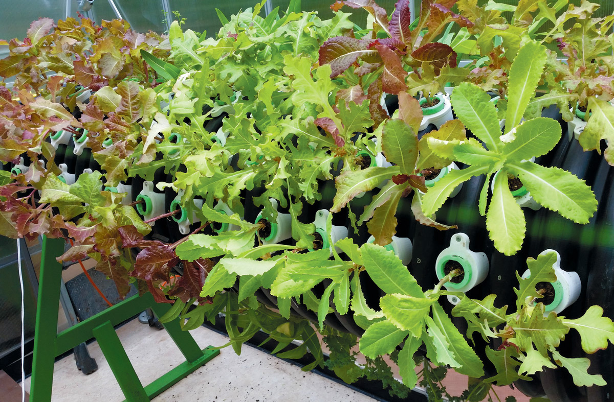 Lettuce greens grow in Arise’s cylindrical growing system.