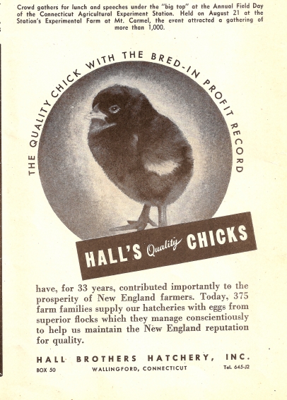 chicks for sale historical promotional poster