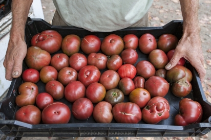tomatoes for sale at market
