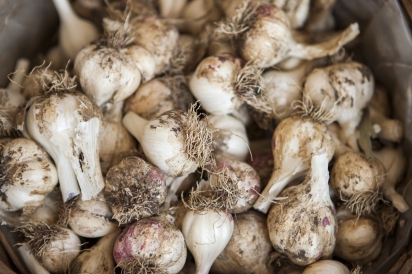 garlic for sale at market