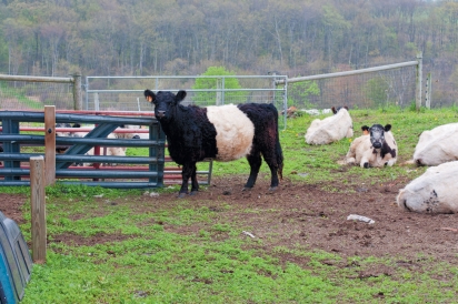cattle at South Farms