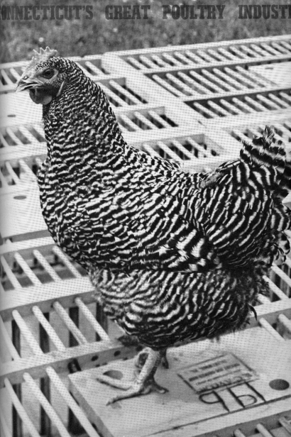 The barred Plymouth Rock hen