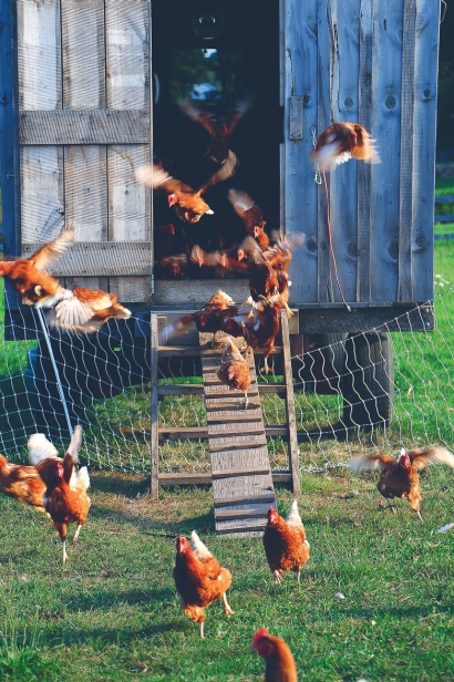chicken coop