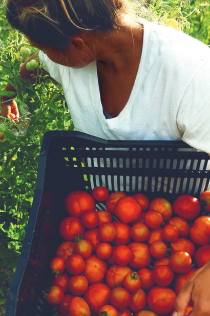 Back 40 Farm’s tomato variety