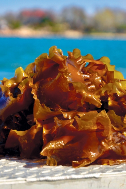 sugar kelp