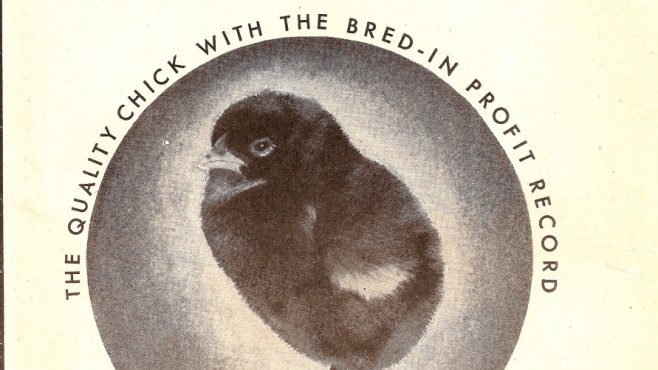 chicks for sale historical promotional poster
