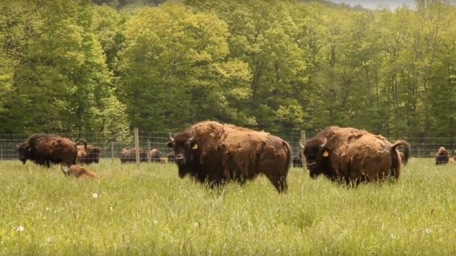 mohawk bison grazing farm