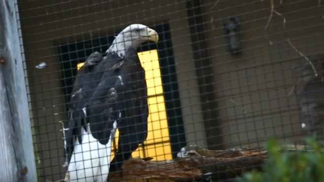 eagel at nature center