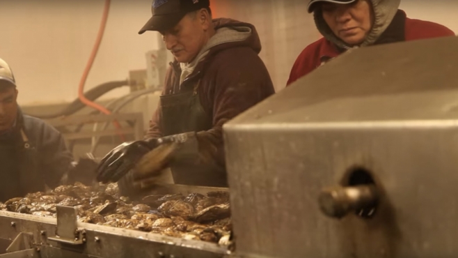 processing oysters in the factory