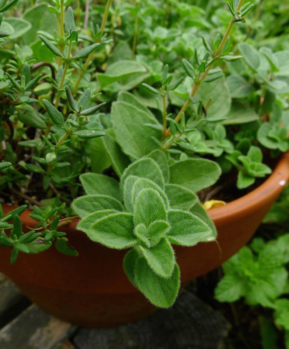 oregano and thyme