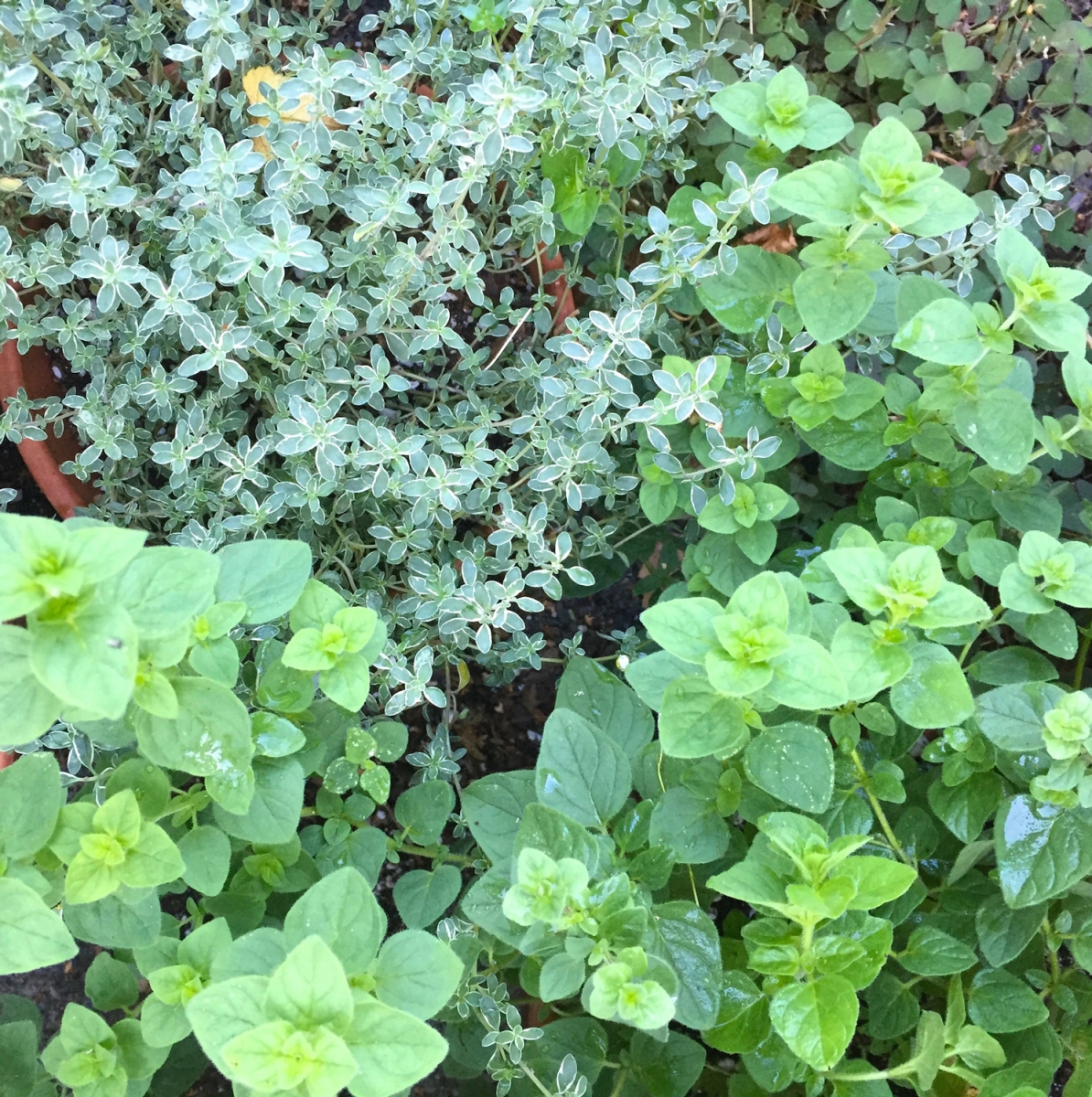 thyme and oregano