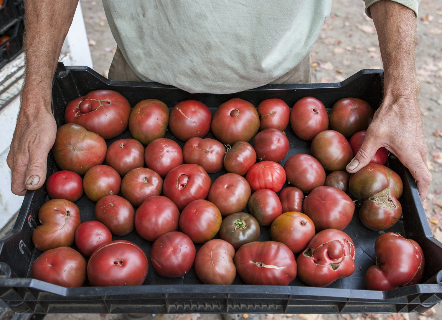 tomatoes for sale at market