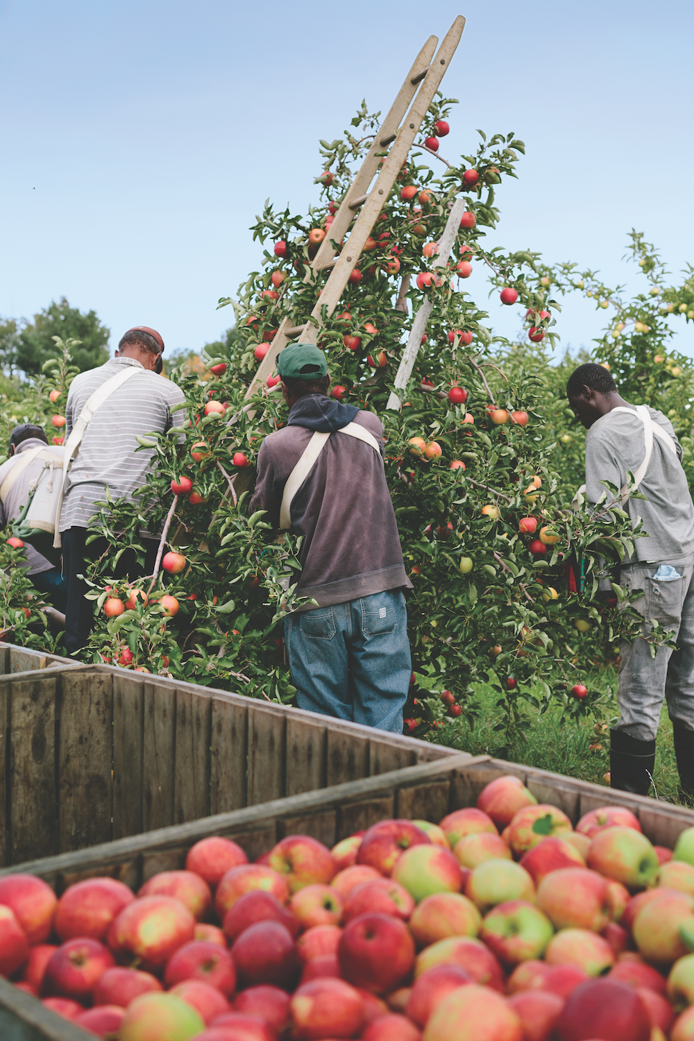 Harvesting at Lyman Orchards SMALL VERSION.png